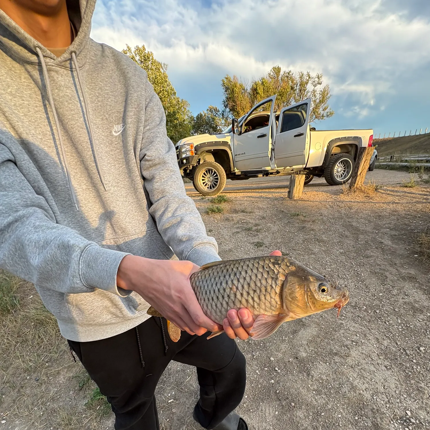 Common carp caught on Fishbrain
