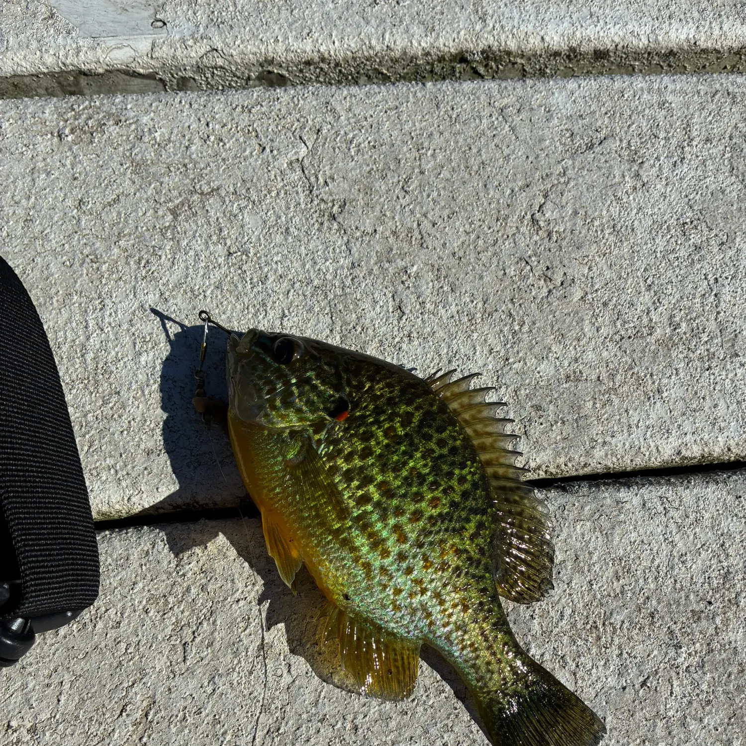 Pumpkinseed caught on Fishbrain