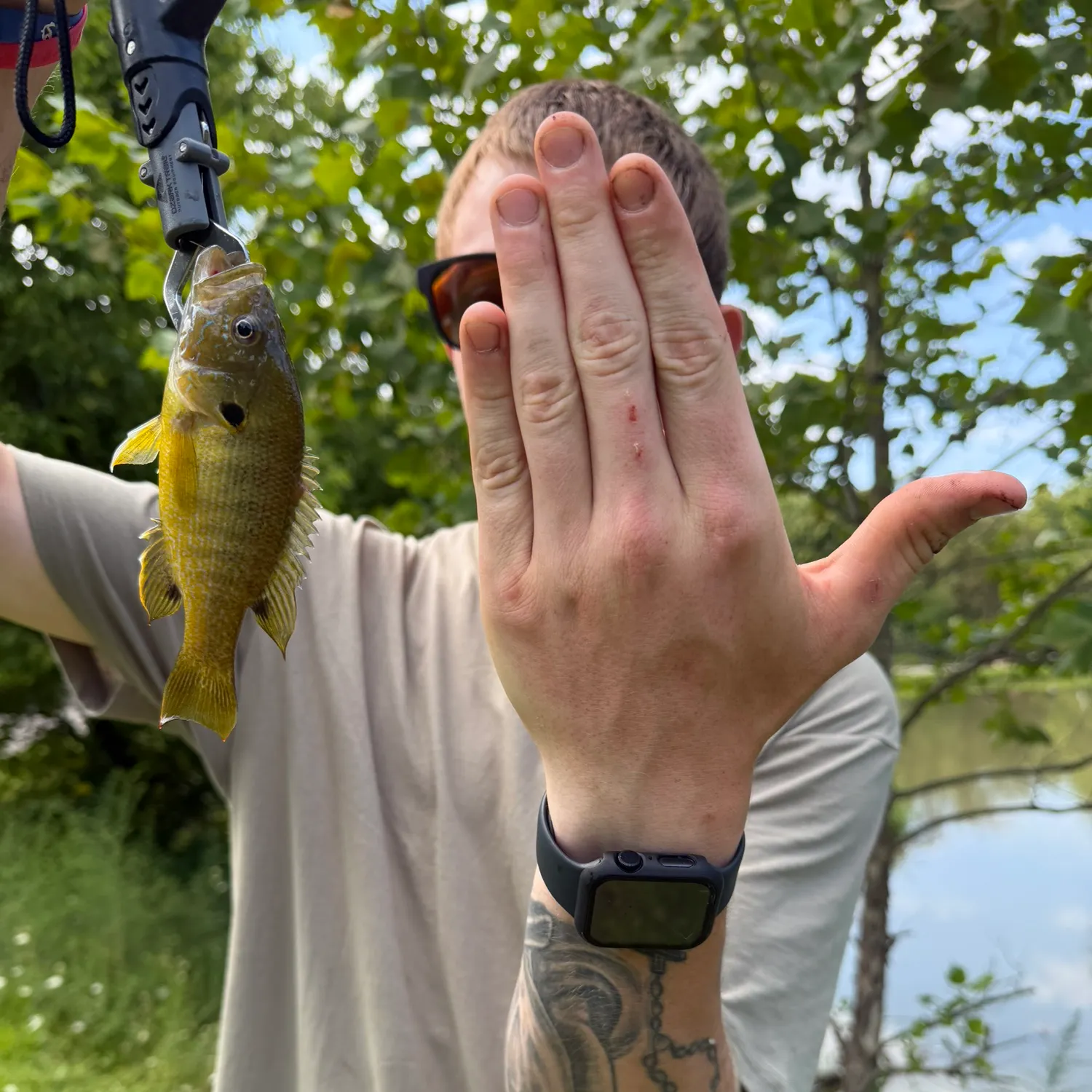 Green sunfish caught on Fishbrain