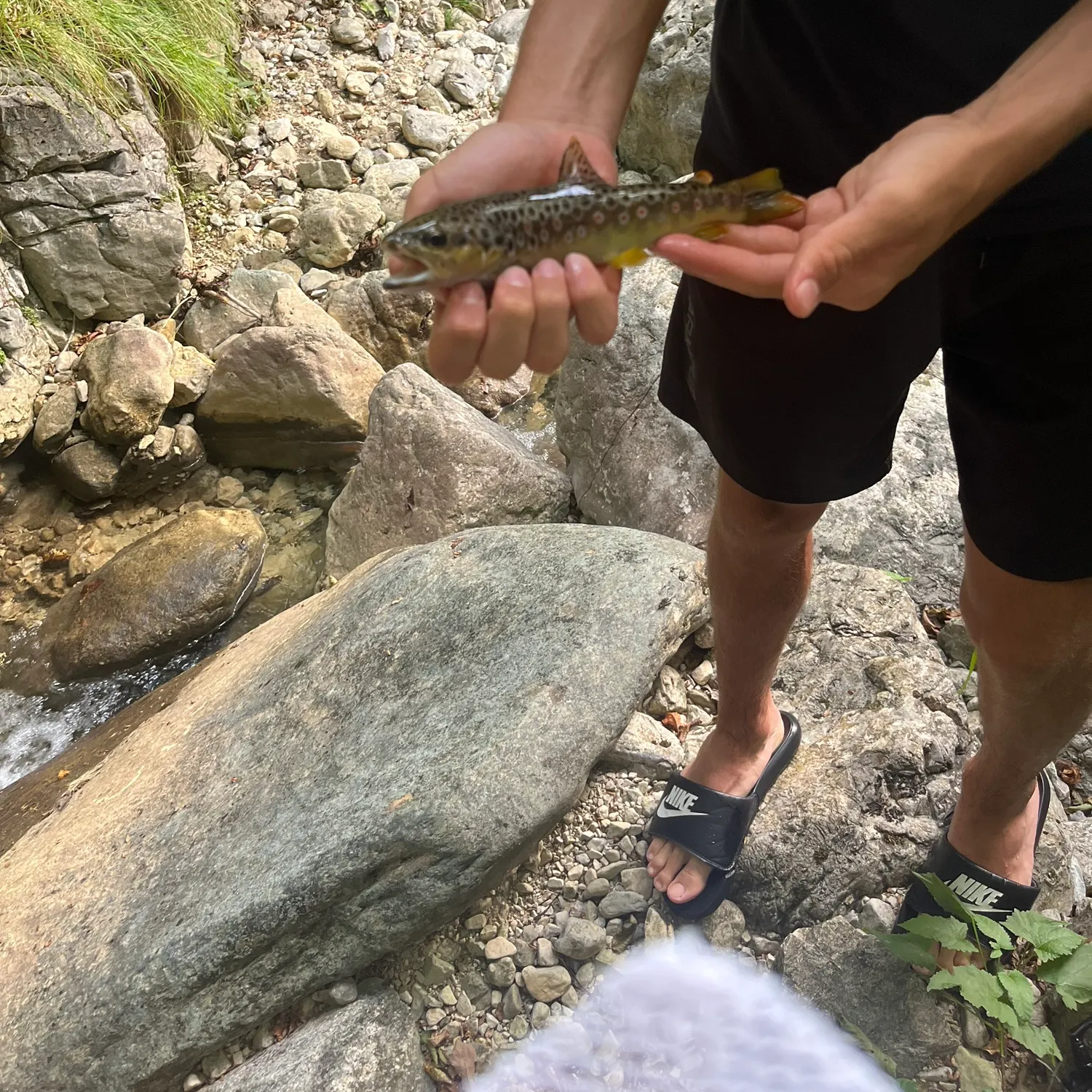 Brown trout caught on Fishbrain