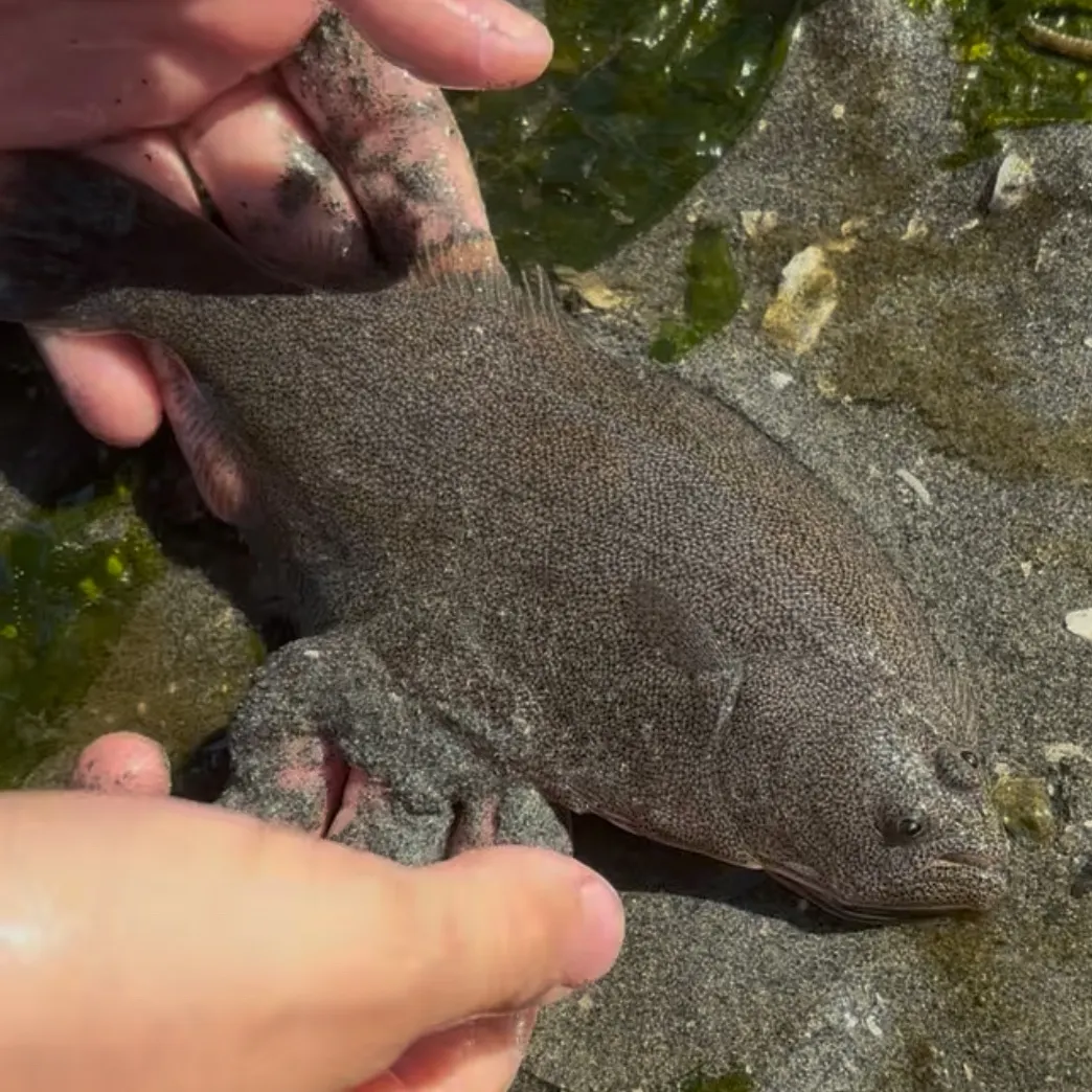 The most recent Pacific sand sole catches on Fishbrain