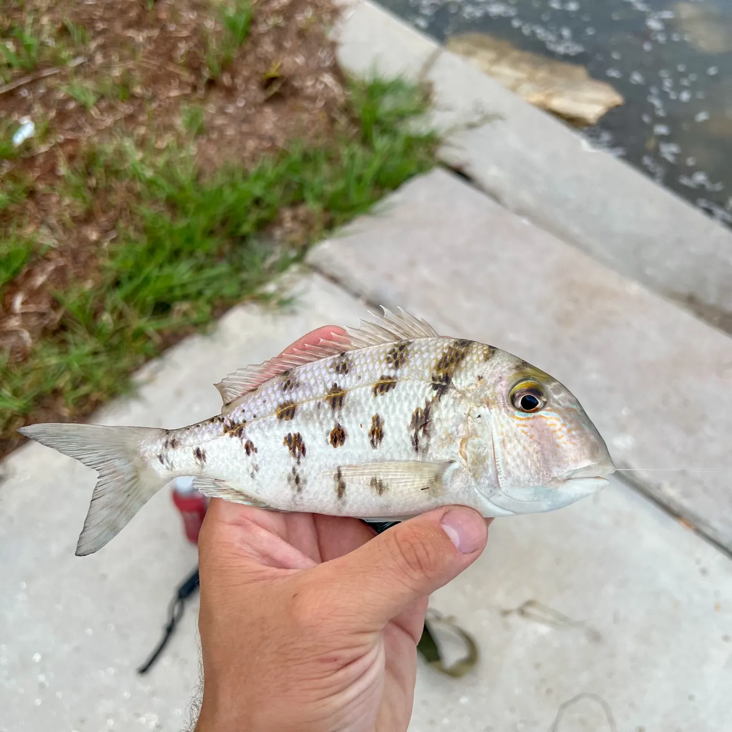 The most recent Grass porgy catches on Fishbrain