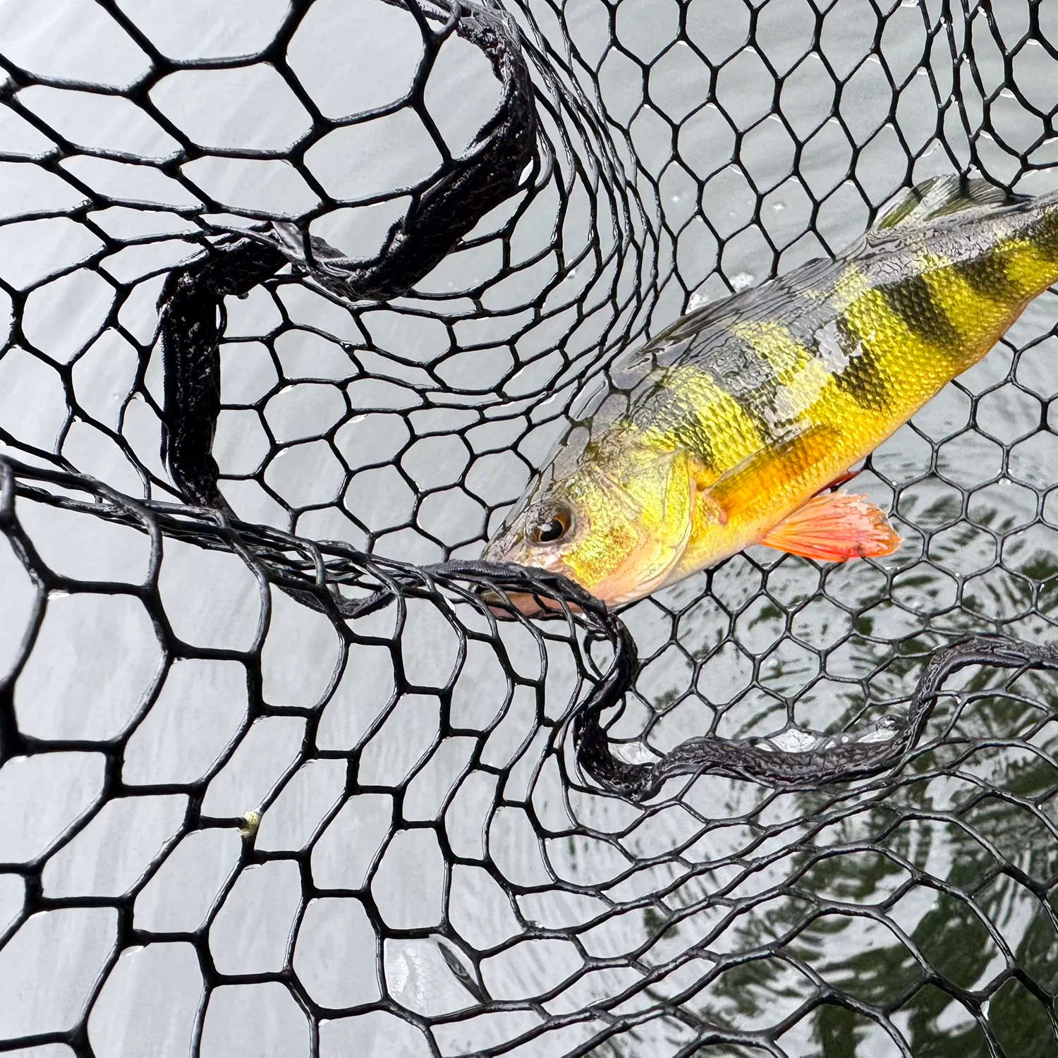 Yellow perch caught on Fishbrain