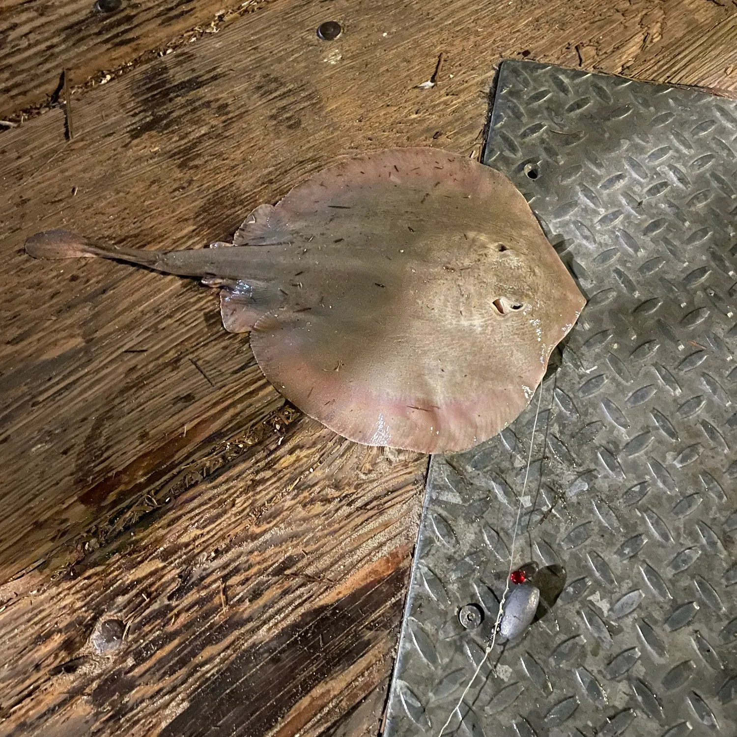Haller's round ray caught on Fishbrain