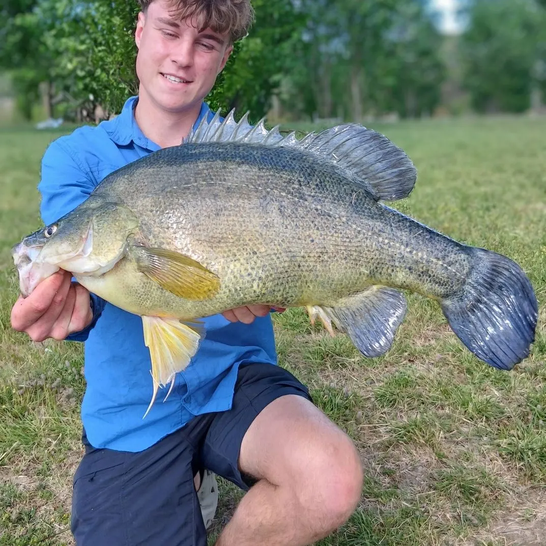 The most recent Golden perch catches on Fishbrain