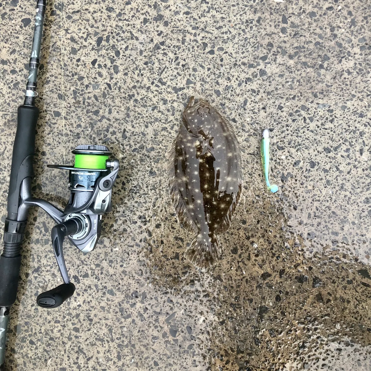 The most recent Smalltooth flounder catches on Fishbrain