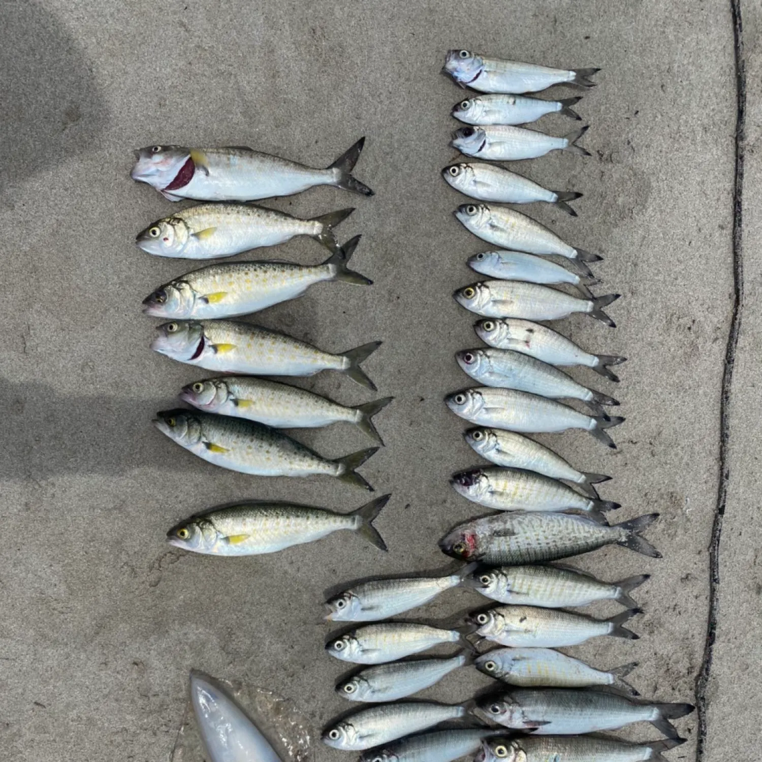 recently logged catches