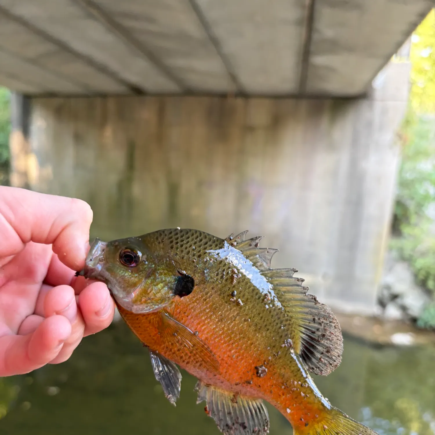 Bluegill caught on Fishbrain