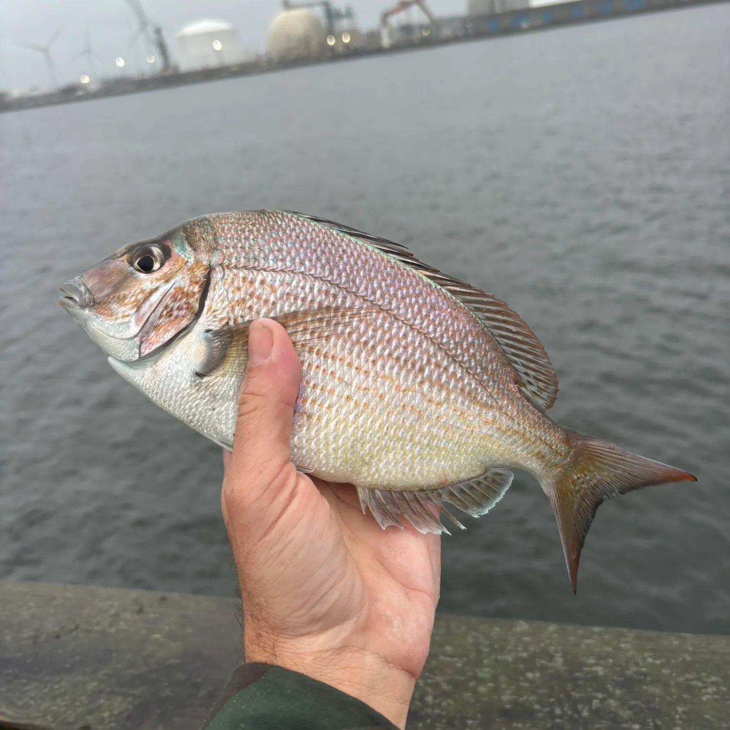 Scup caught on Fishbrain