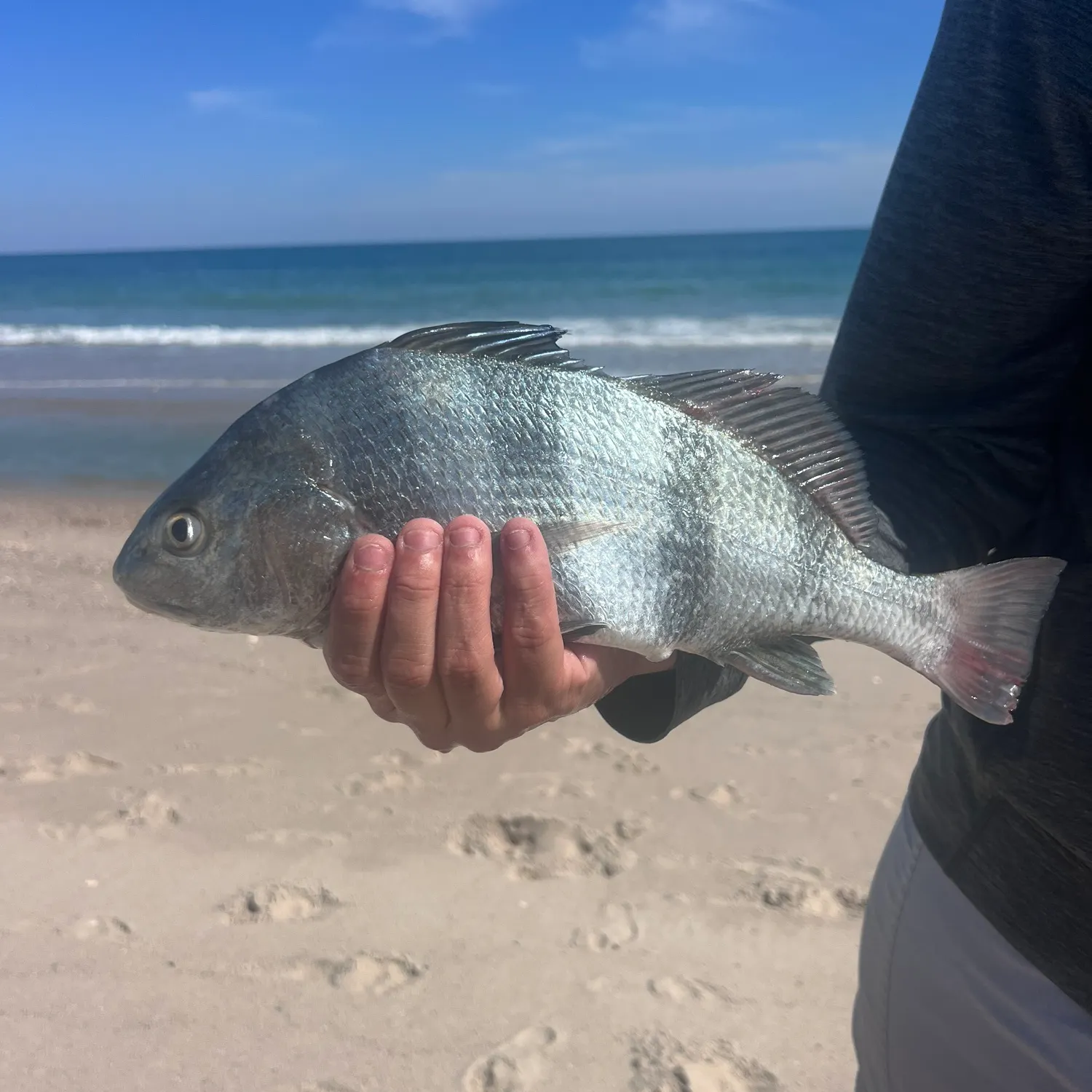 Black drum caught on Fishbrain