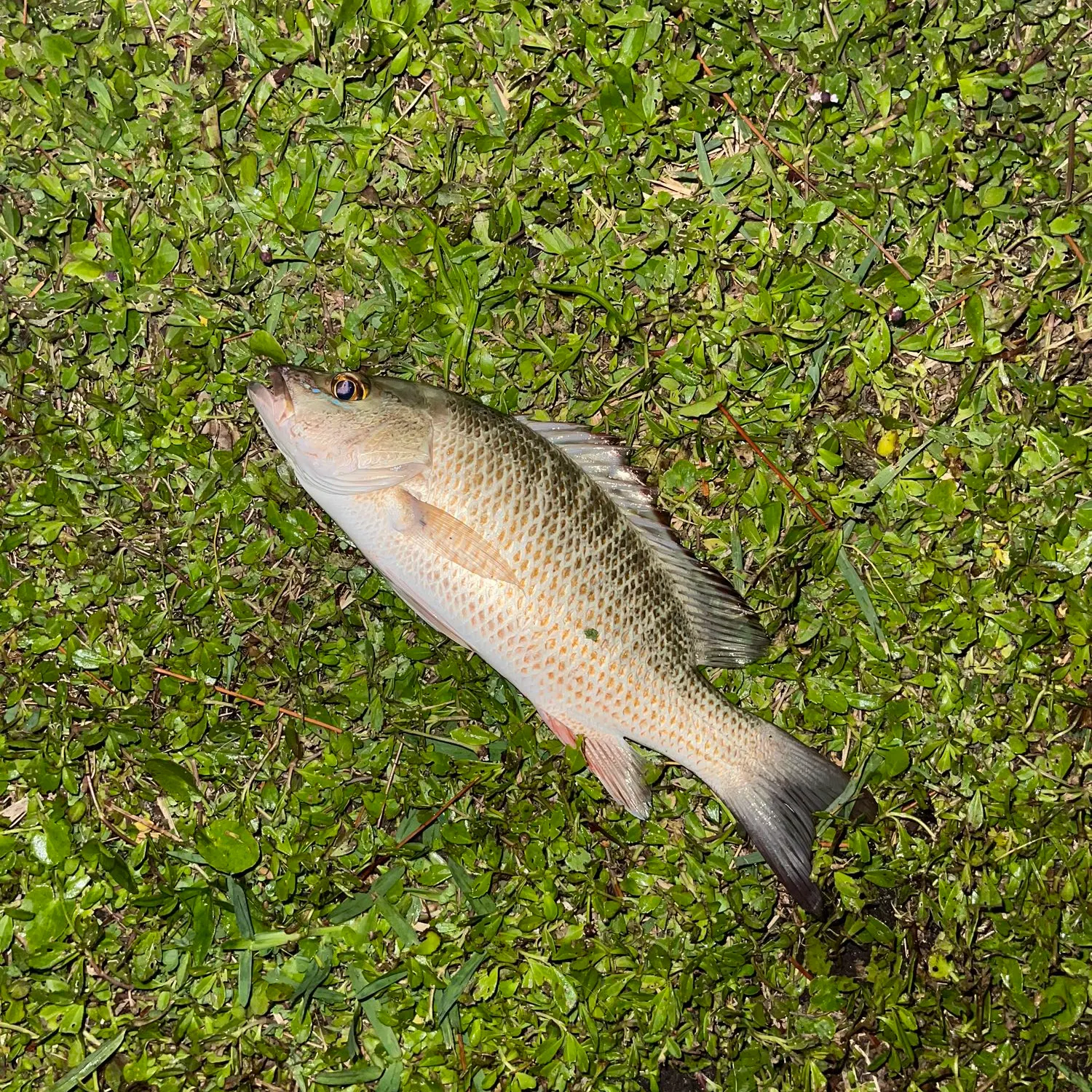 angler catch