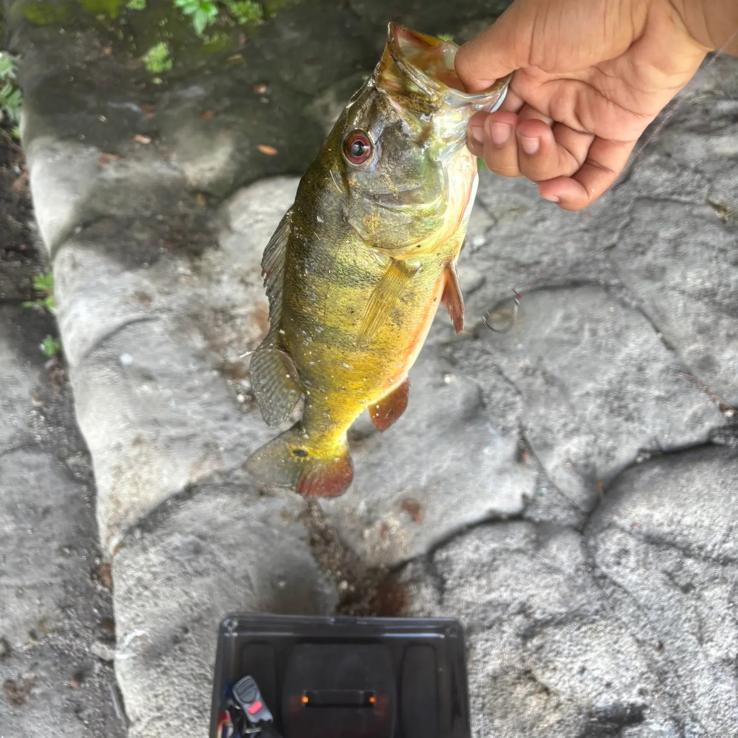 Butterfly peacock bass caught on Fishbrain