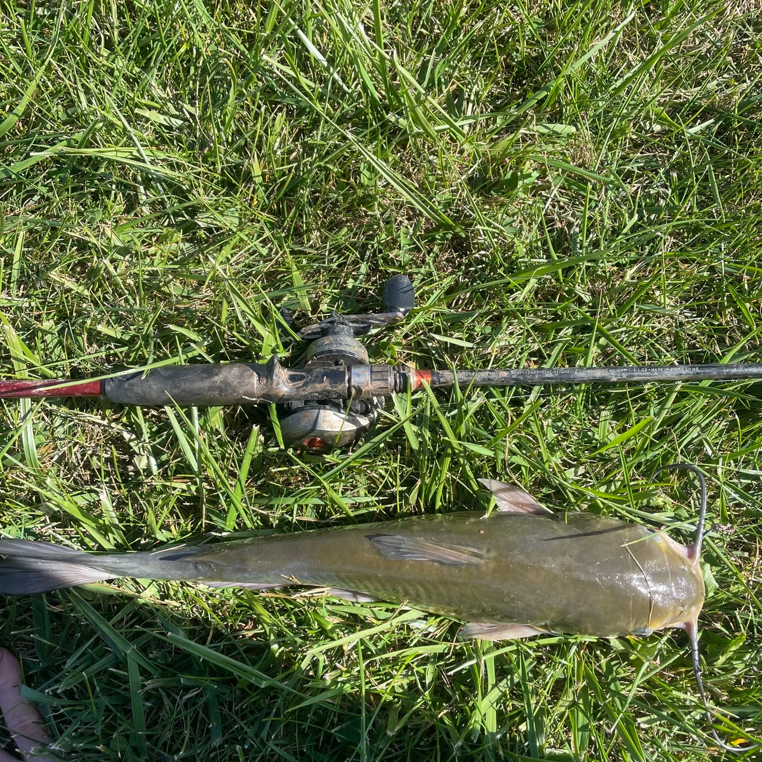 angler catch