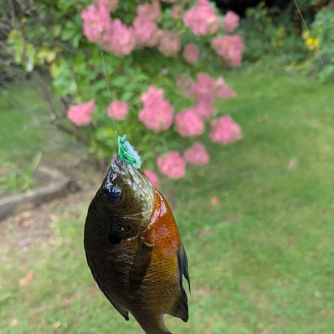 Bluegill caught on Fishbrain