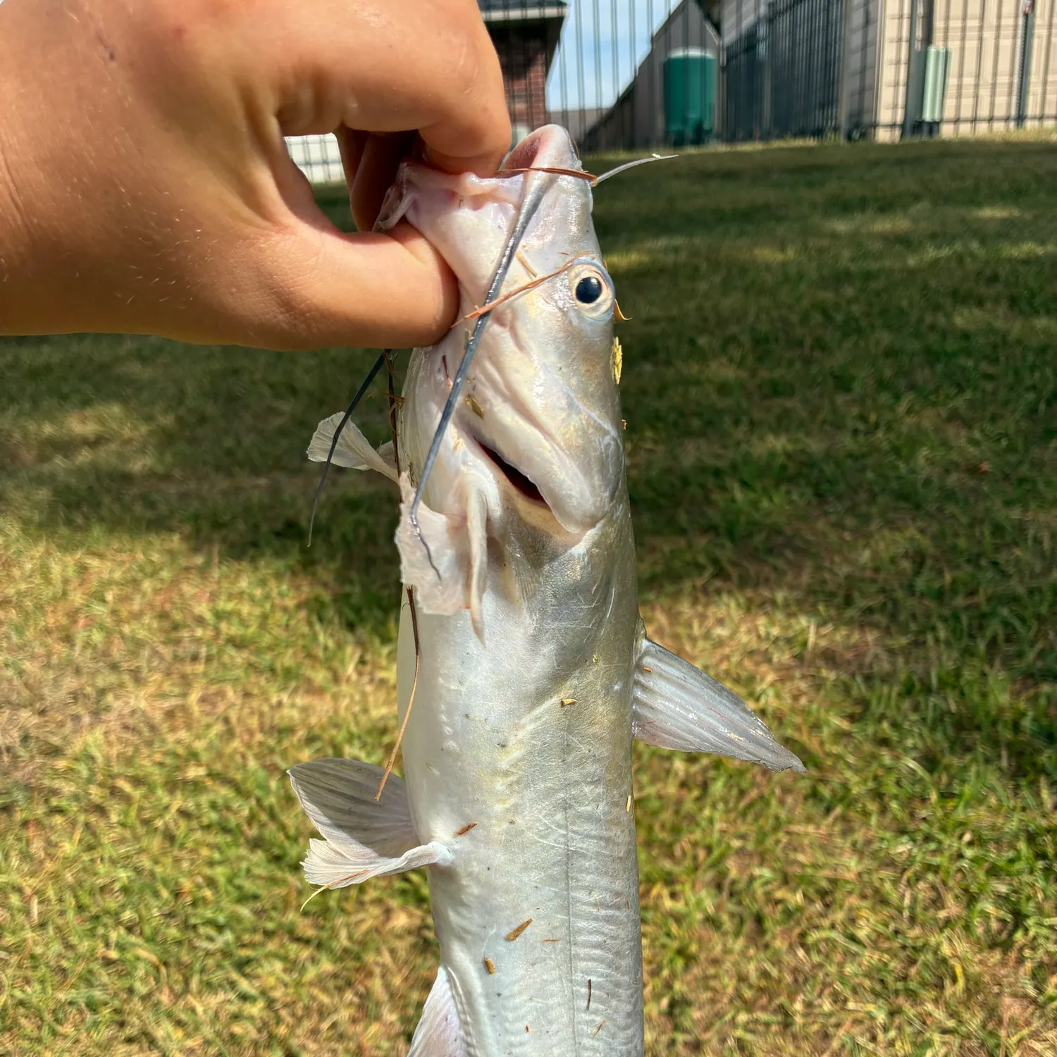 Channel catfish caught on Fishbrain
