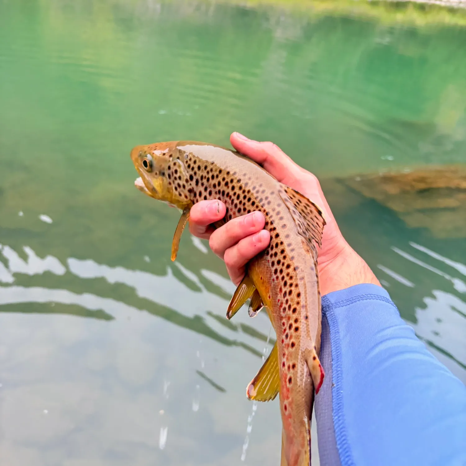 Brown trout caught on Fishbrain