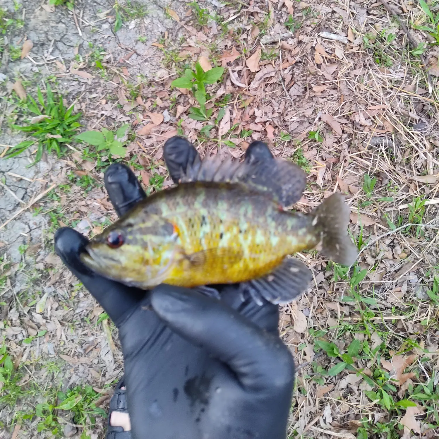 The most recent Warmouth x redear sunfish catches on Fishbrain