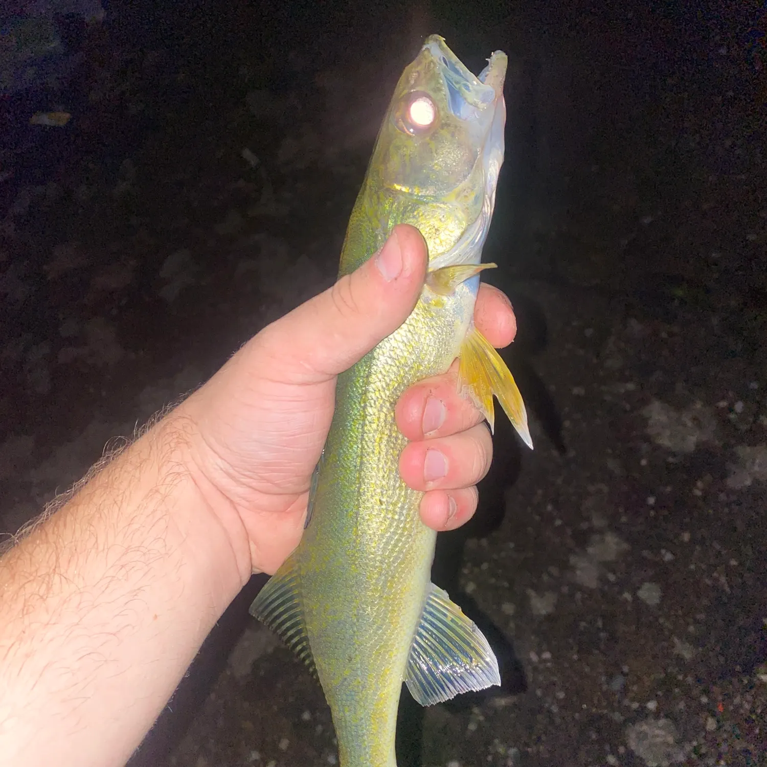 Walleye caught on Fishbrain