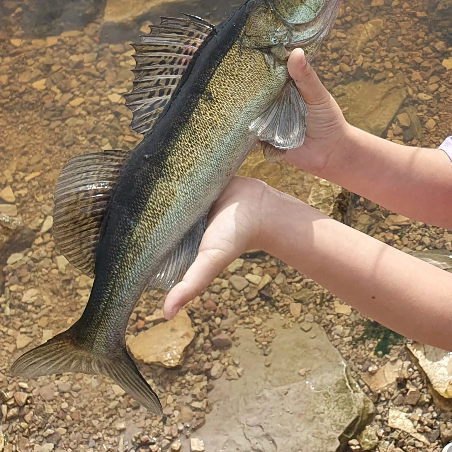 Zander caught on Fishbrain