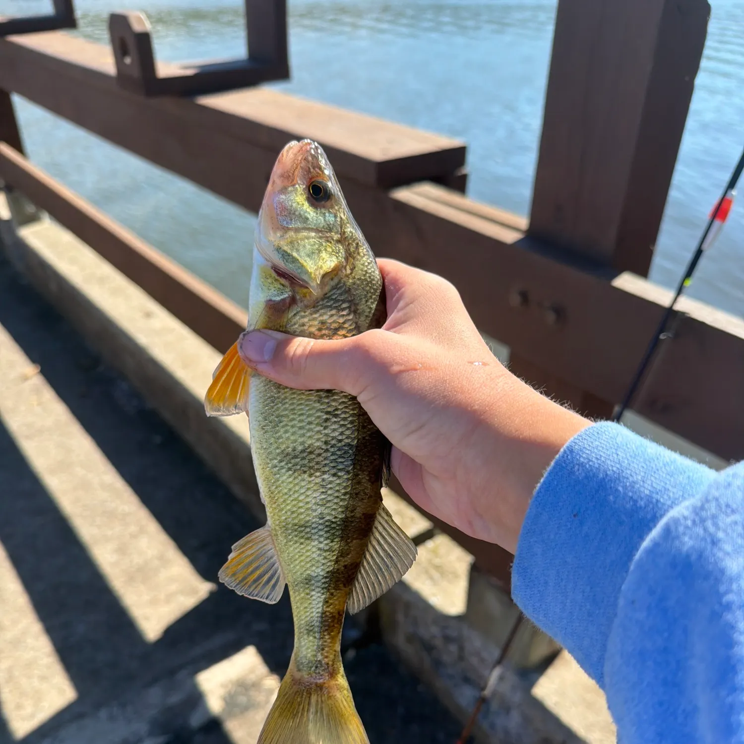 Yellow perch caught on Fishbrain