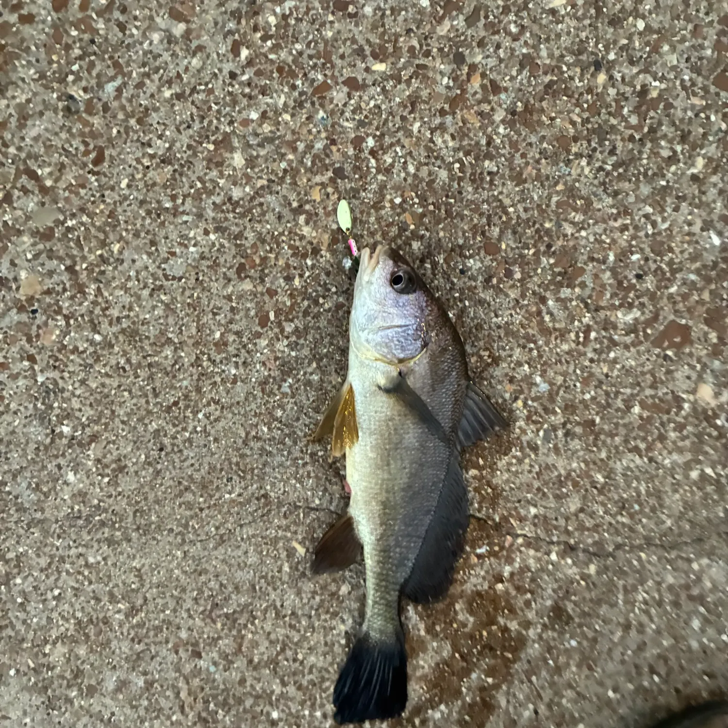 Freshwater drum caught on Fishbrain