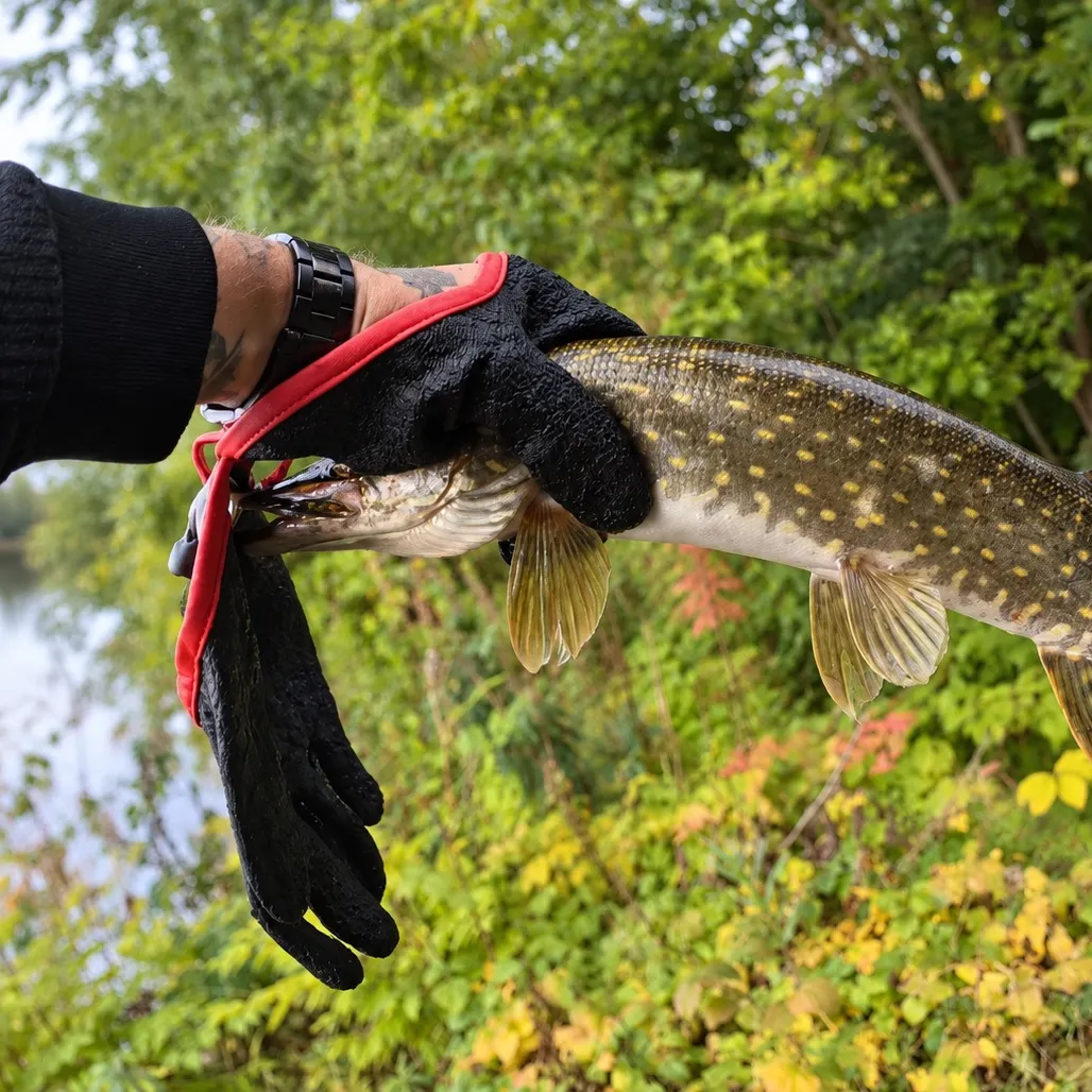 Northern pike caught on Fishbrain
