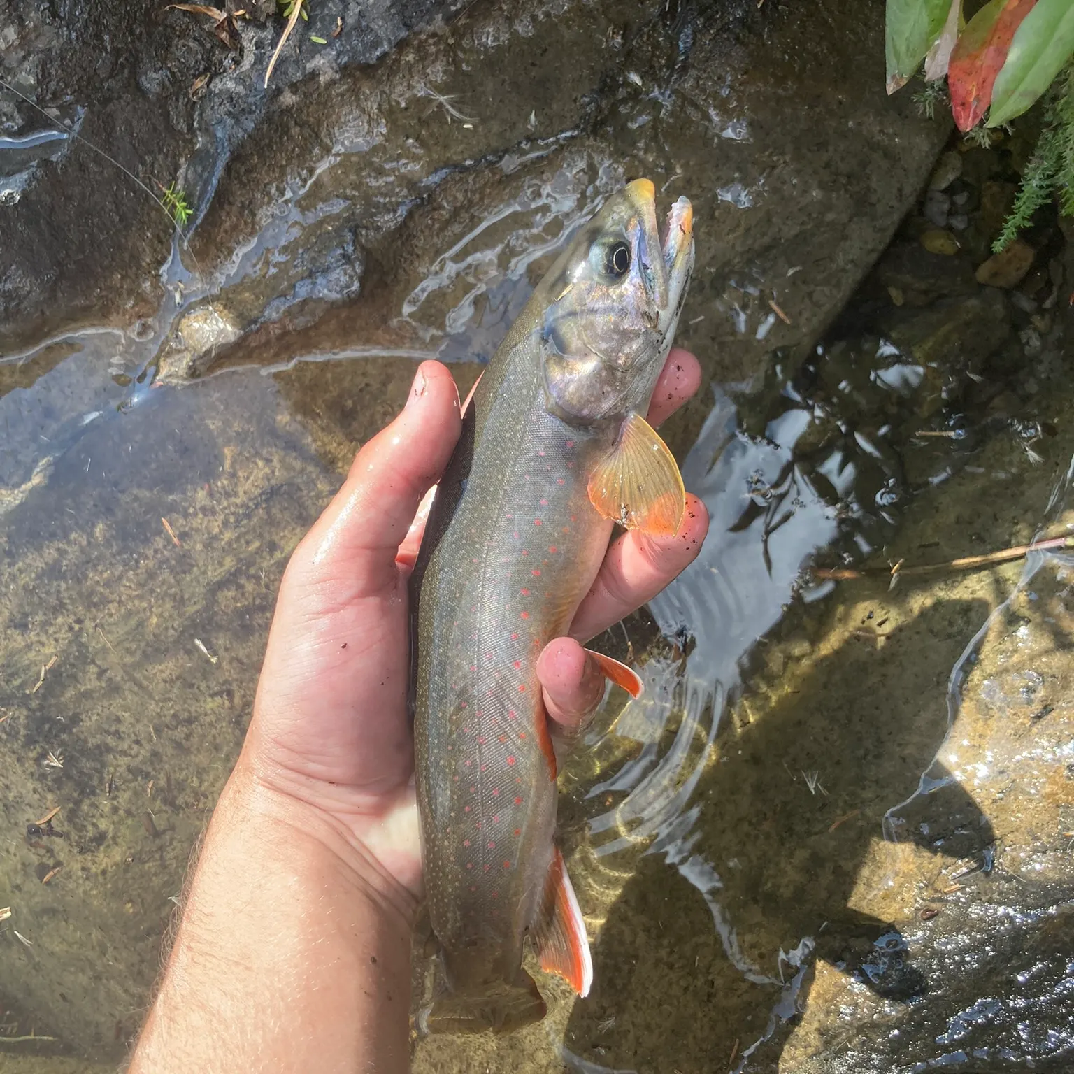 The most recent Dolly varden catches on Fishbrain