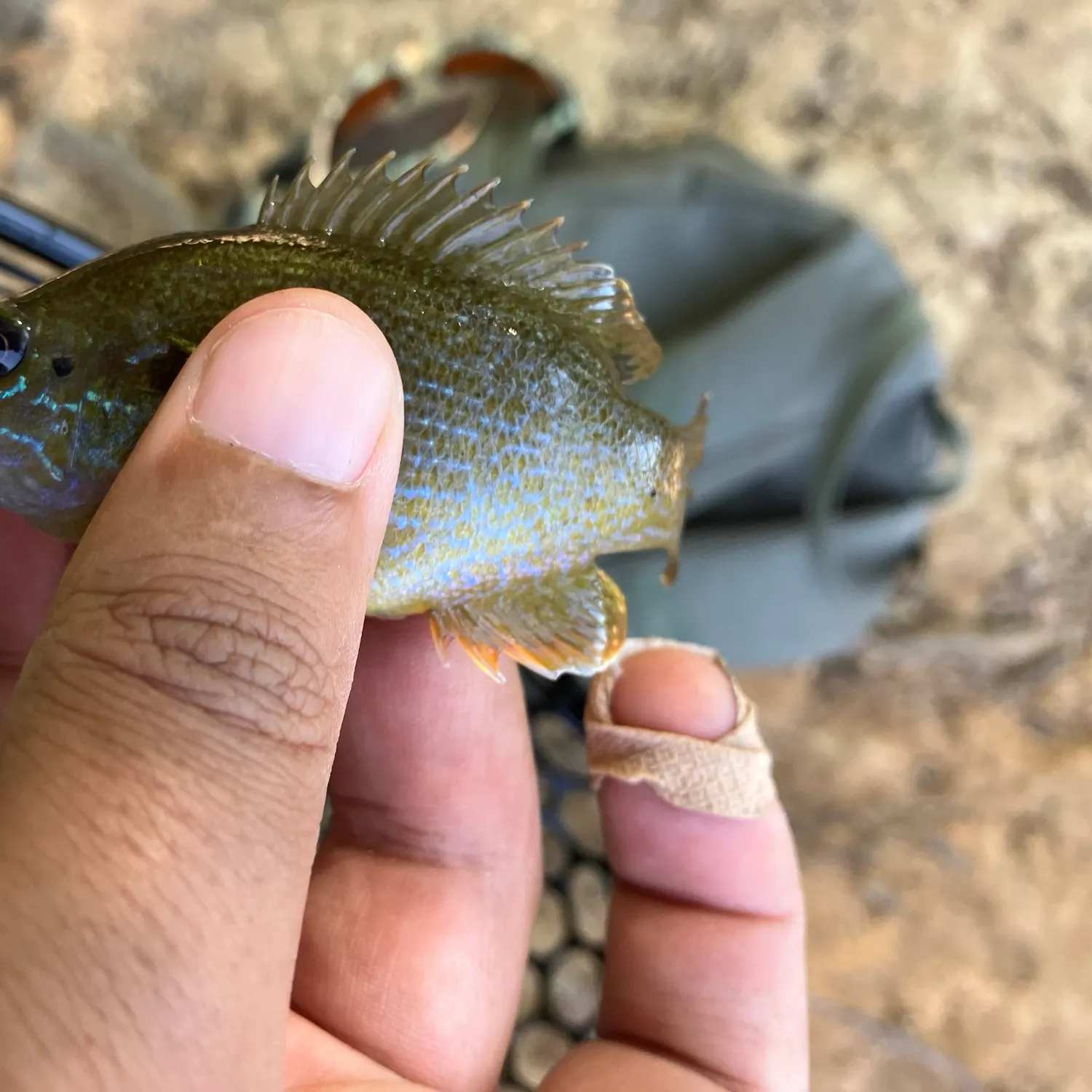 Bluegill caught on Fishbrain