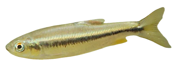 Formosan striped dace