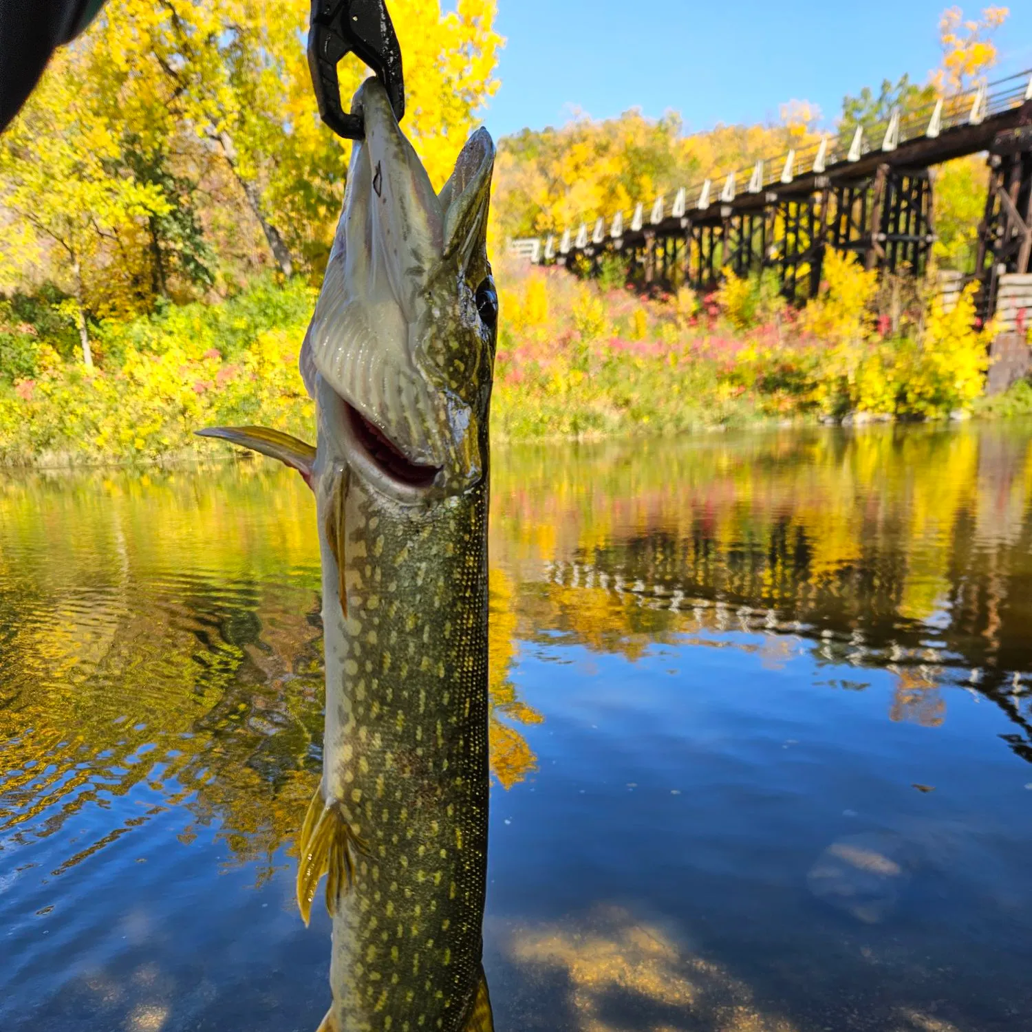 Northern pike caught on Fishbrain