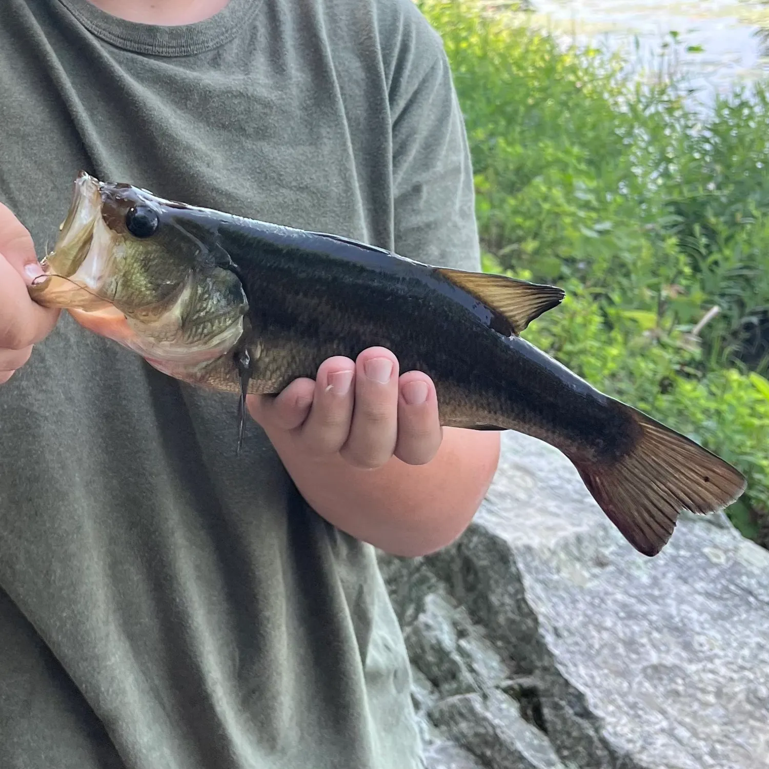 Largemouth bass caught on Fishbrain