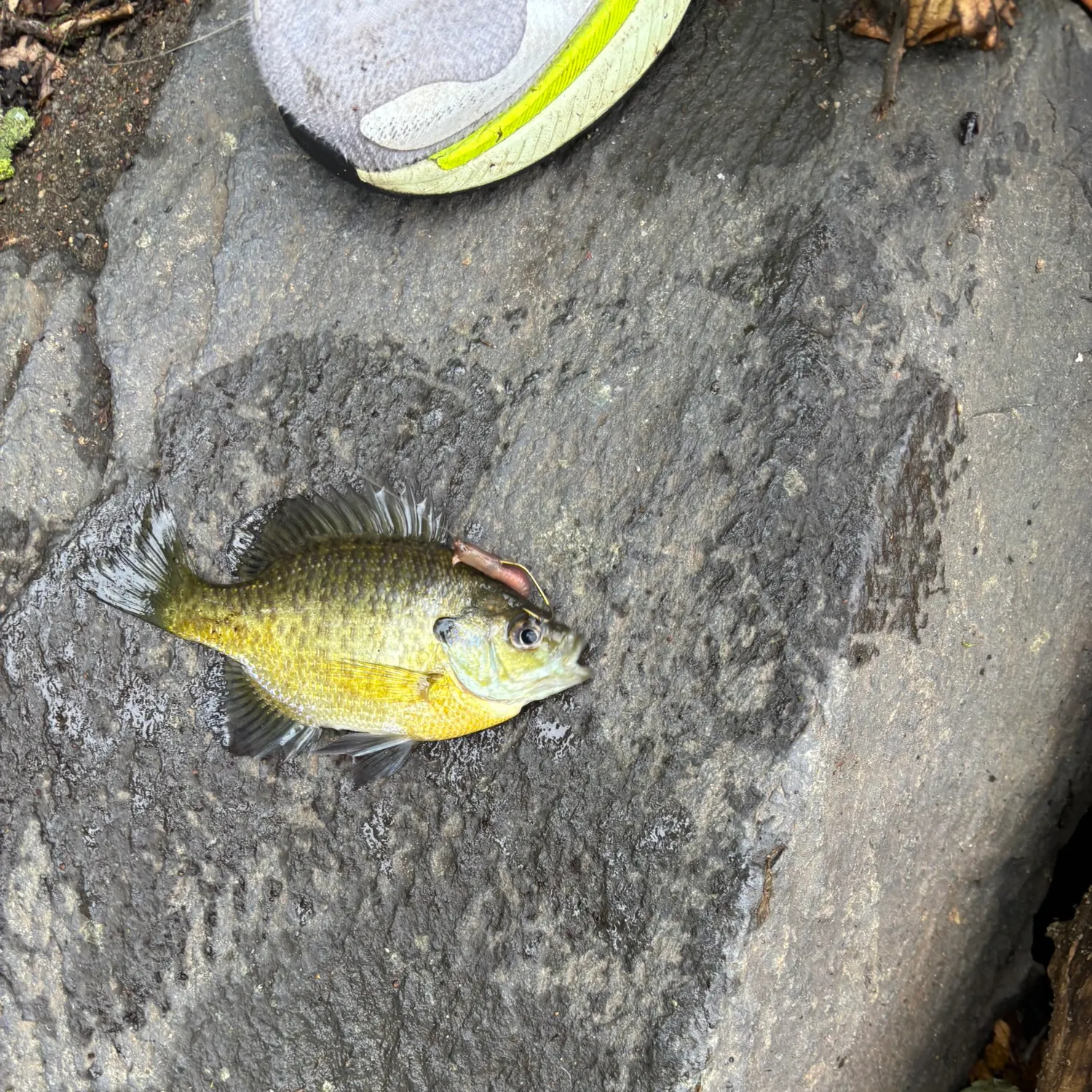 Bluegill caught on Fishbrain