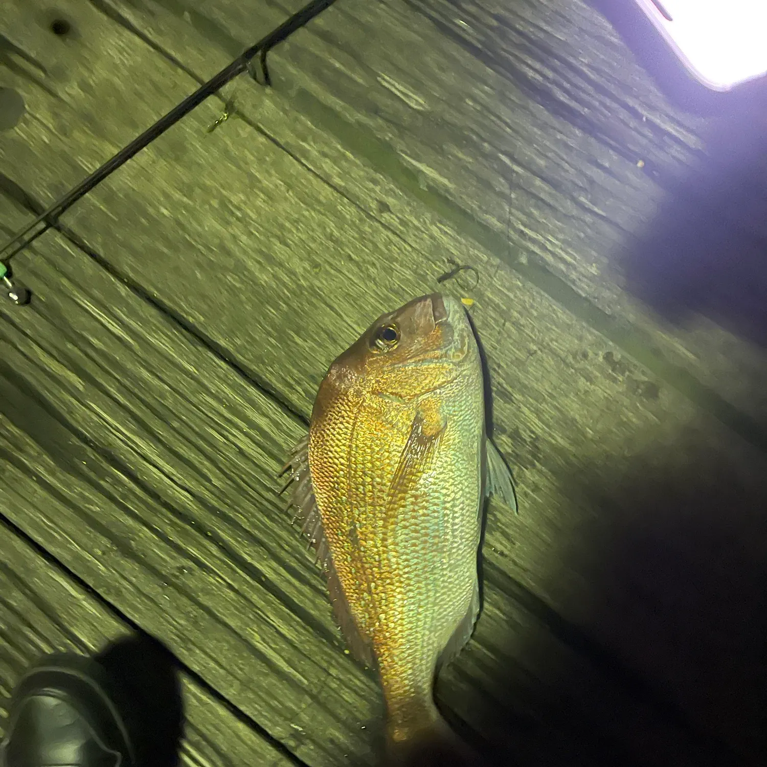 Fish caught on Fishbrain
