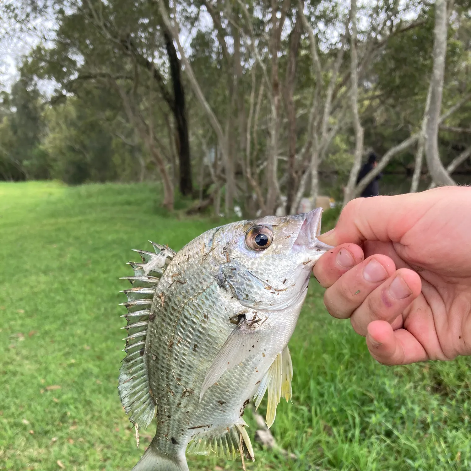 Surf bream caught on Fishbrain