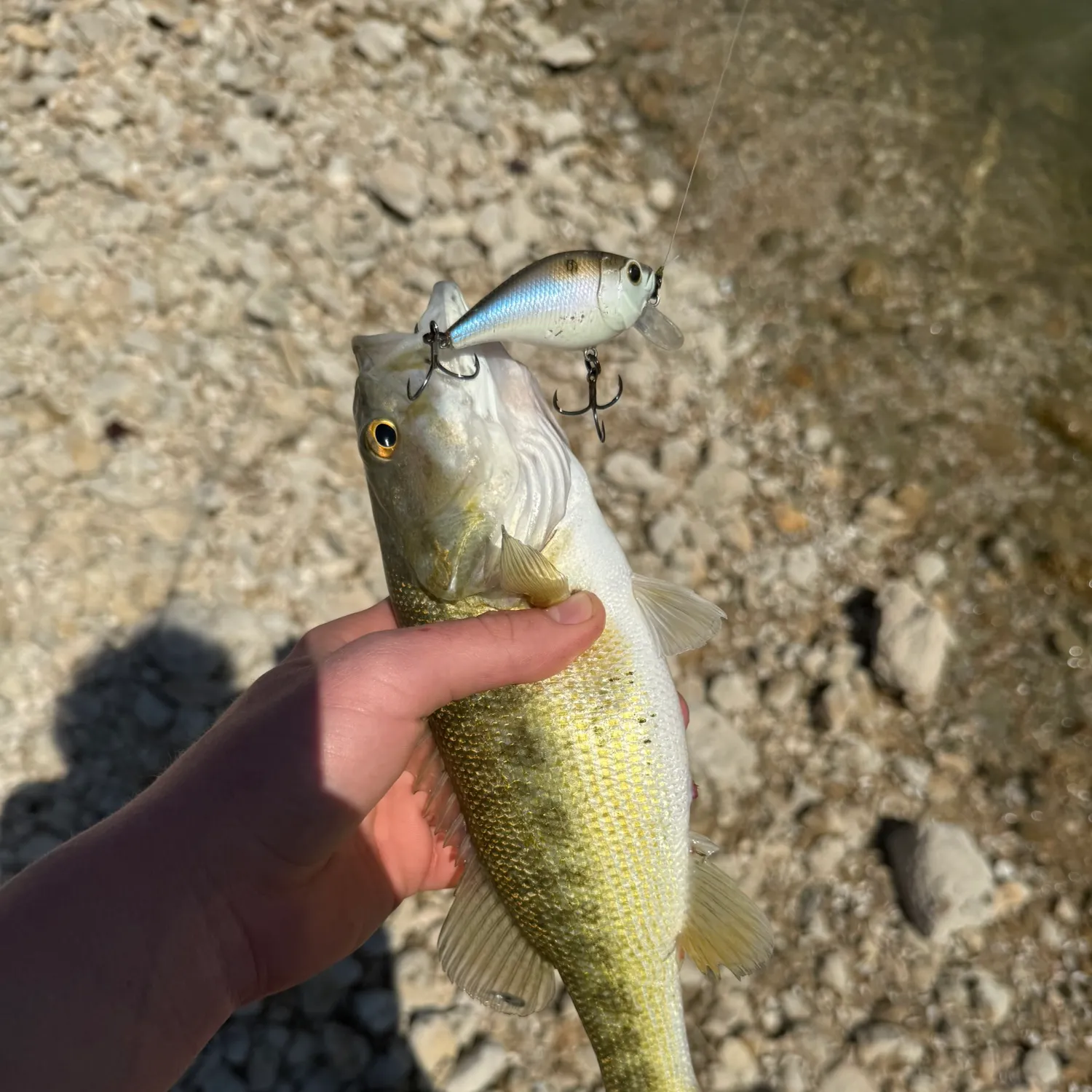 The most popular recent Guadalupe bass catch on Fishbrain