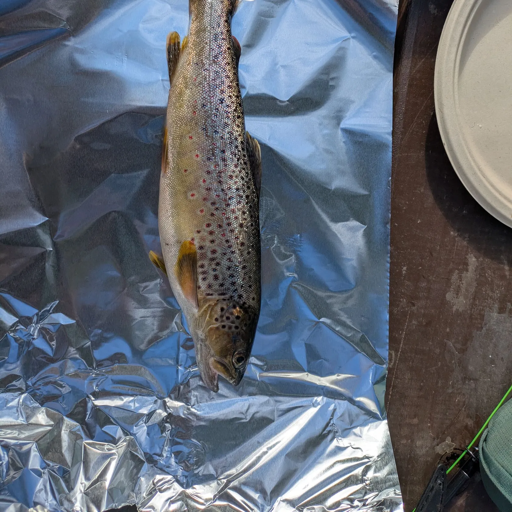 Brown trout caught on Fishbrain