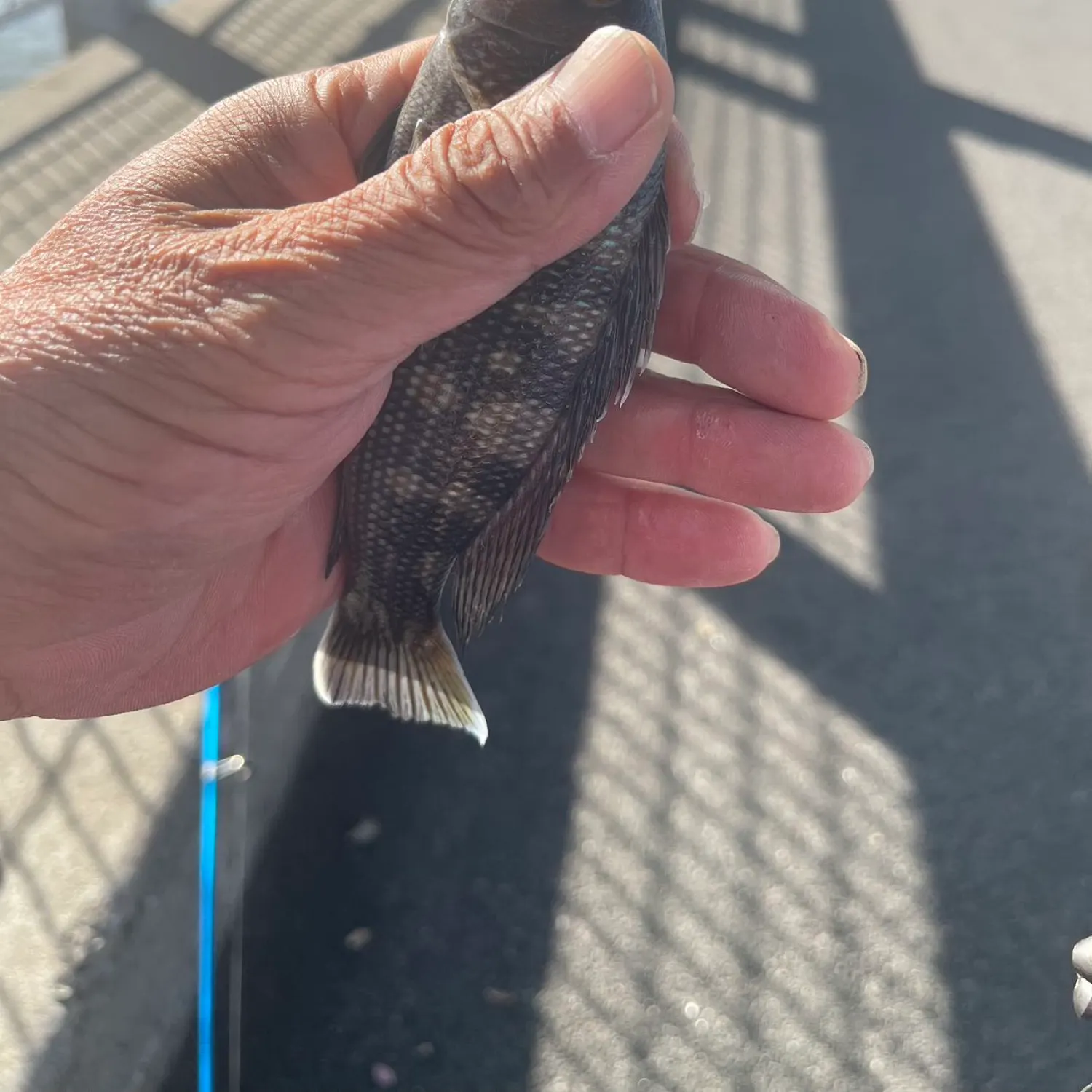 Black sea bass caught on Fishbrain