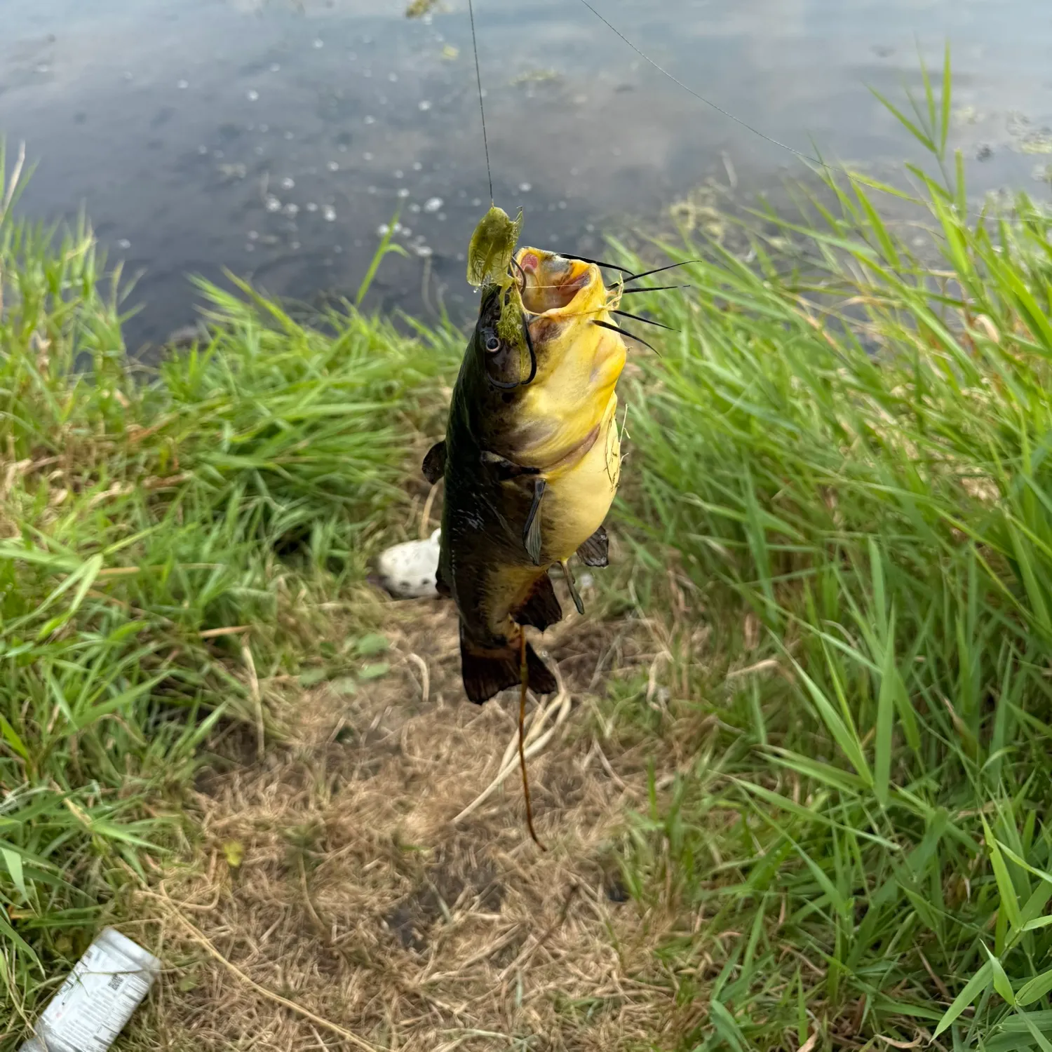 Black bullhead caught on Fishbrain