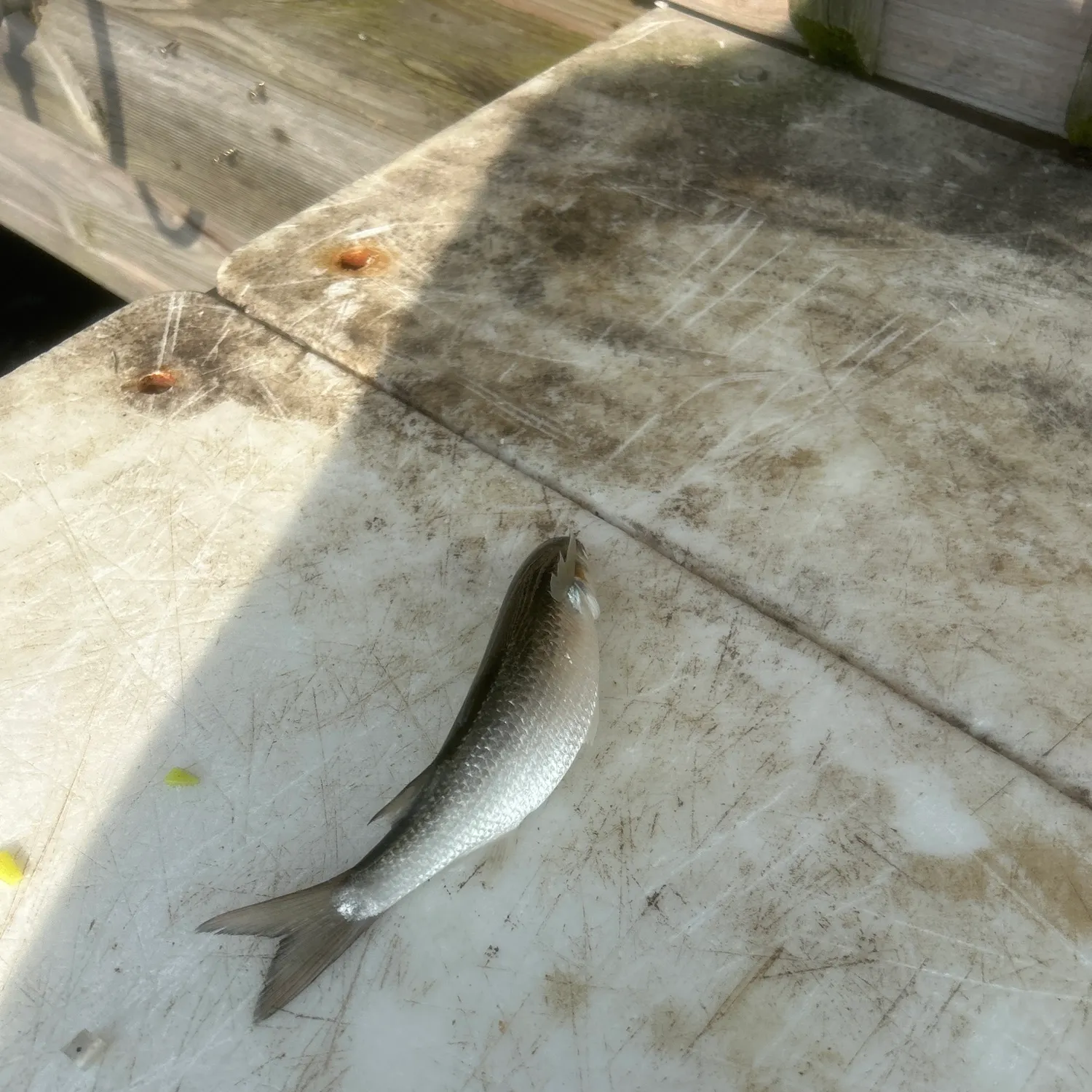 Striped mullet caught on Fishbrain