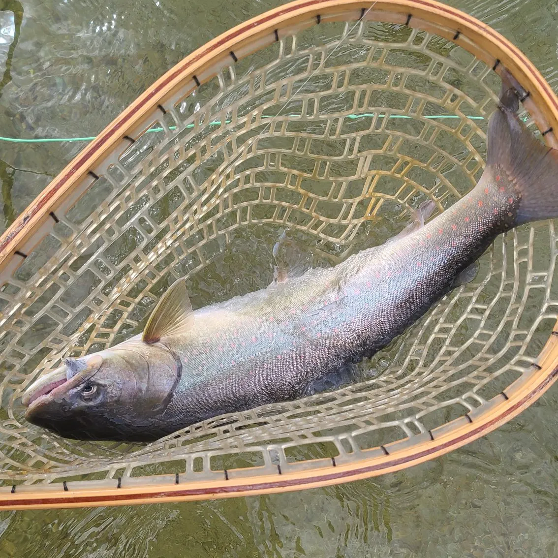 The most recent Bull trout catches on Fishbrain
