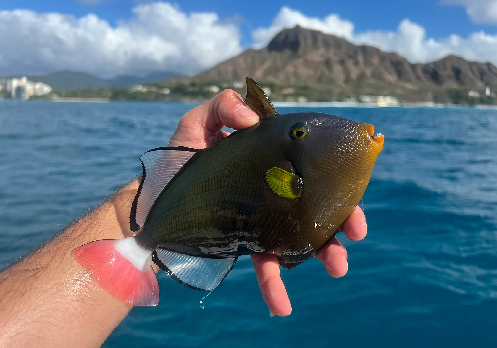 Pinktail triggerfish