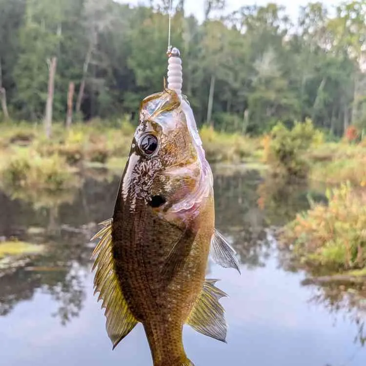 Warmouth caught on Fishbrain