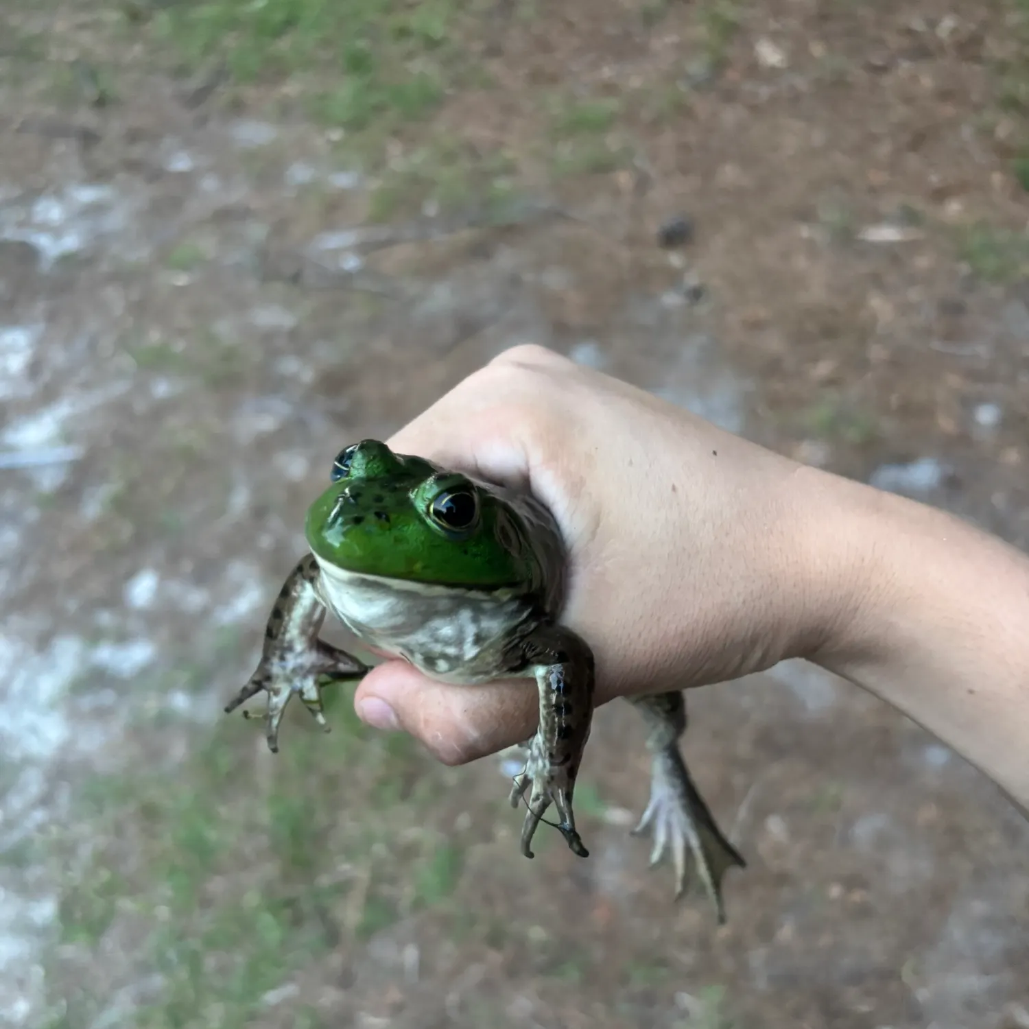 catch