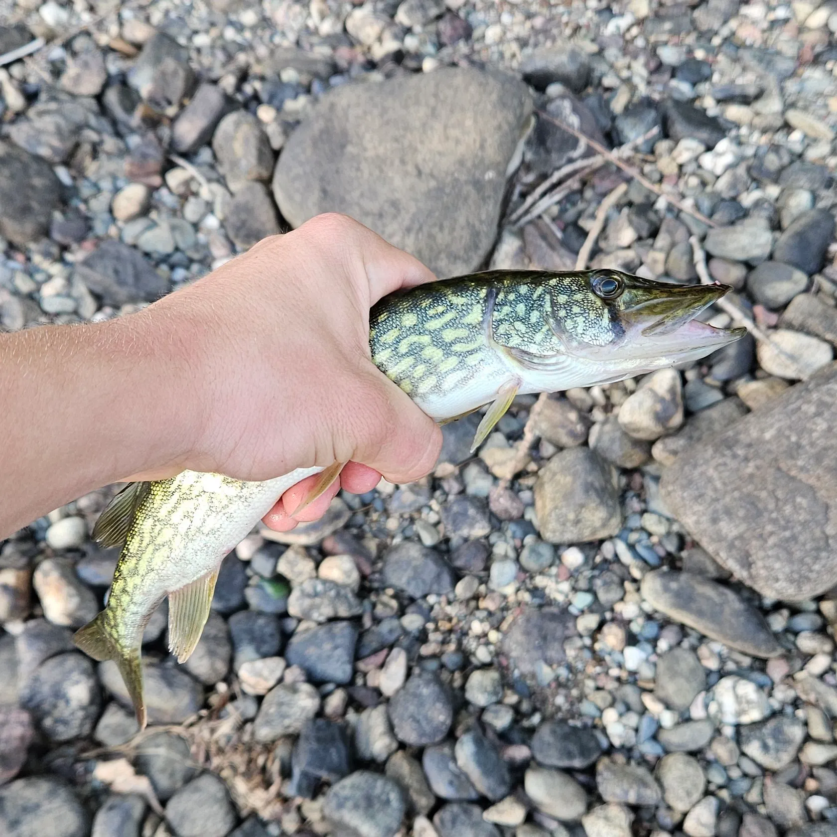 Chain pickerel caught on Fishbrain