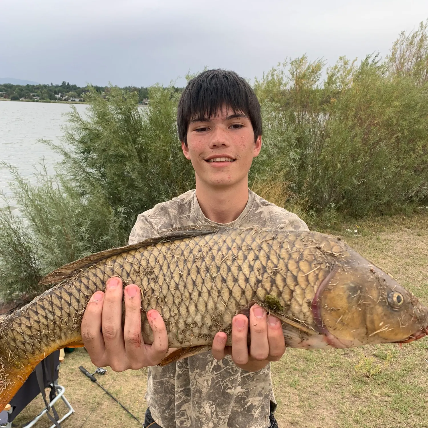 Common carp caught on Fishbrain