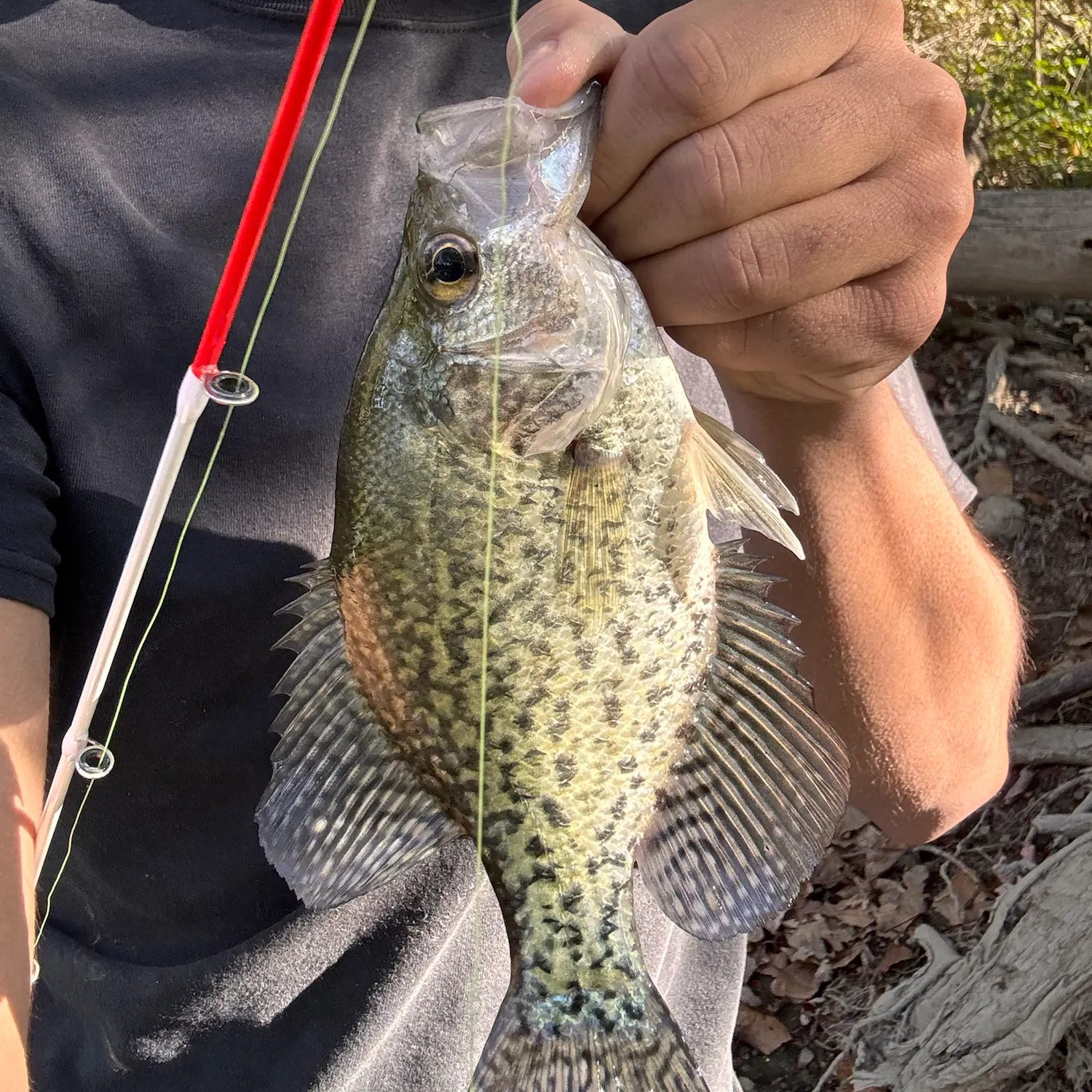 Black crappie caught on Fishbrain