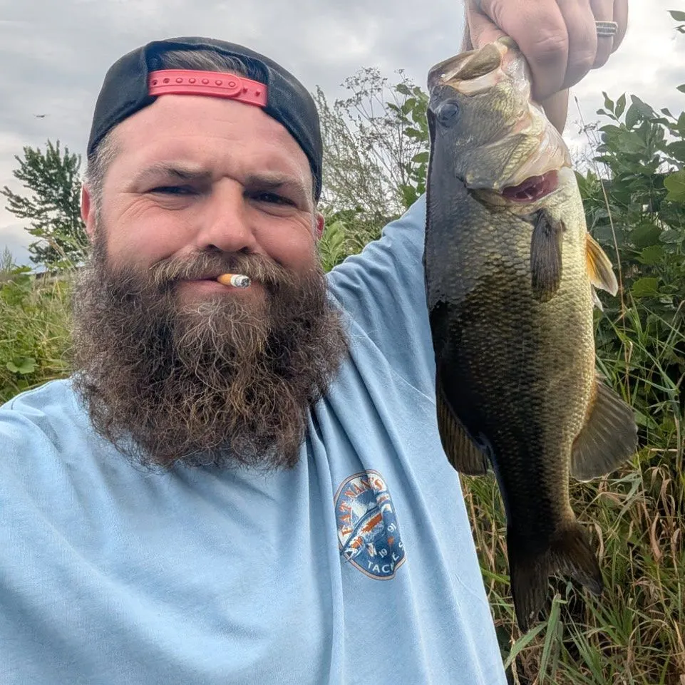Largemouth bass caught on Fishbrain