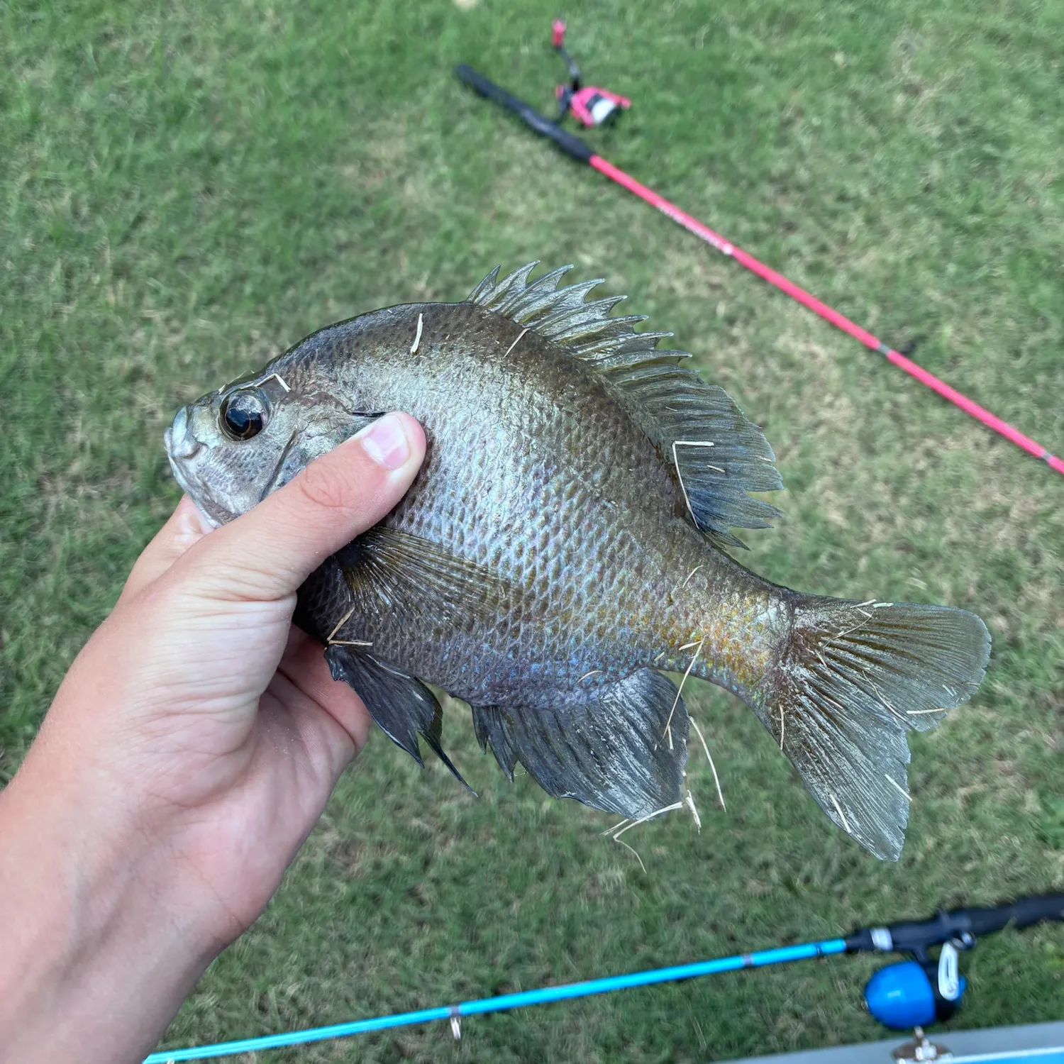 Greengill hybrid caught on Fishbrain