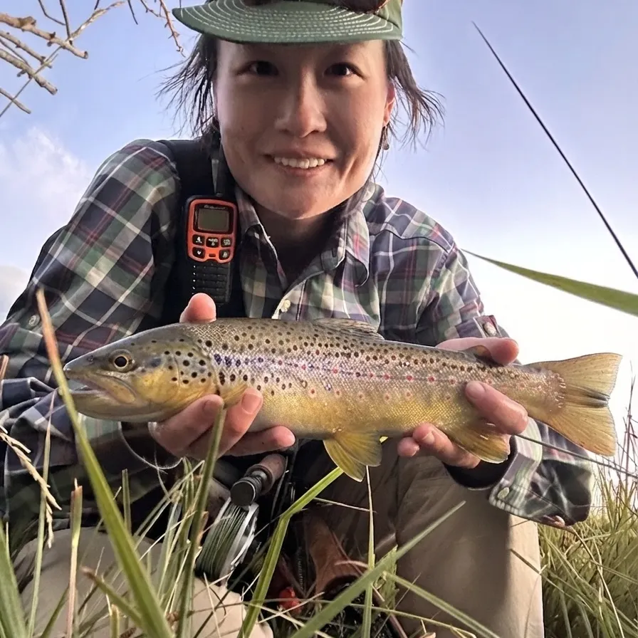 Brown trout caught on Fishbrain