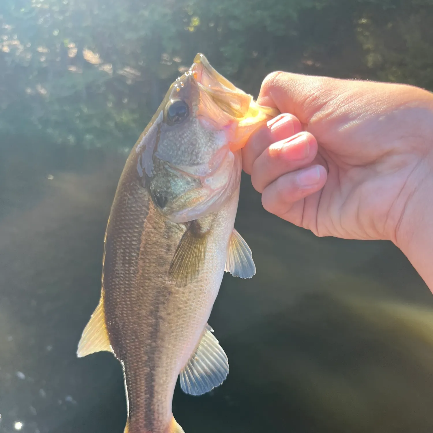 Largemouth bass caught on Fishbrain